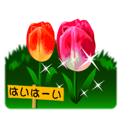 Tulips in my flowerbed