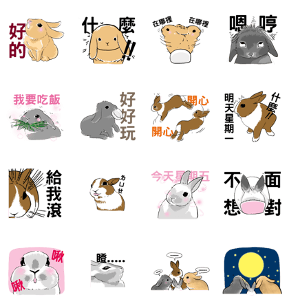 Royal college of rabbit Bunny life