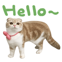 Hello! la-cha-hua's cat