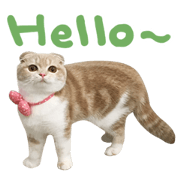Hello! la-cha-hua's cat