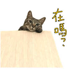 嘟嘟不知道是第幾次申請的貼圖