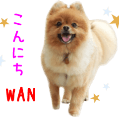 リアルdog 茶ポメ Line スタンプ Line Store リアルdog 茶ポメ Line スタンプ Line Store
