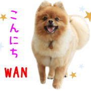 Real DOG Brown Pomeranian