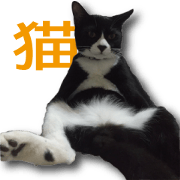 I am RAITO the cat.