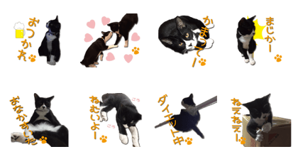 I am RAITO the cat.