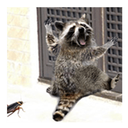 Naughty raccoon(Japan)