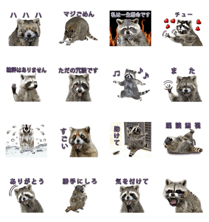 Naughty raccoon(Japan)