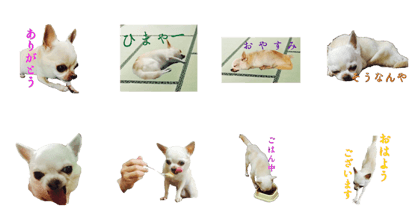 Dog sakura Osaka