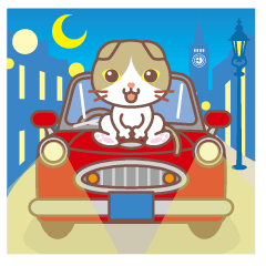 Round facial Scottish Fold and cute car