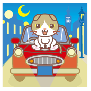 Round facial Scottish Fold and cute car
