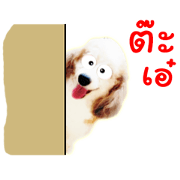 POOK PIK