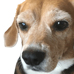 Our beagle dog silk