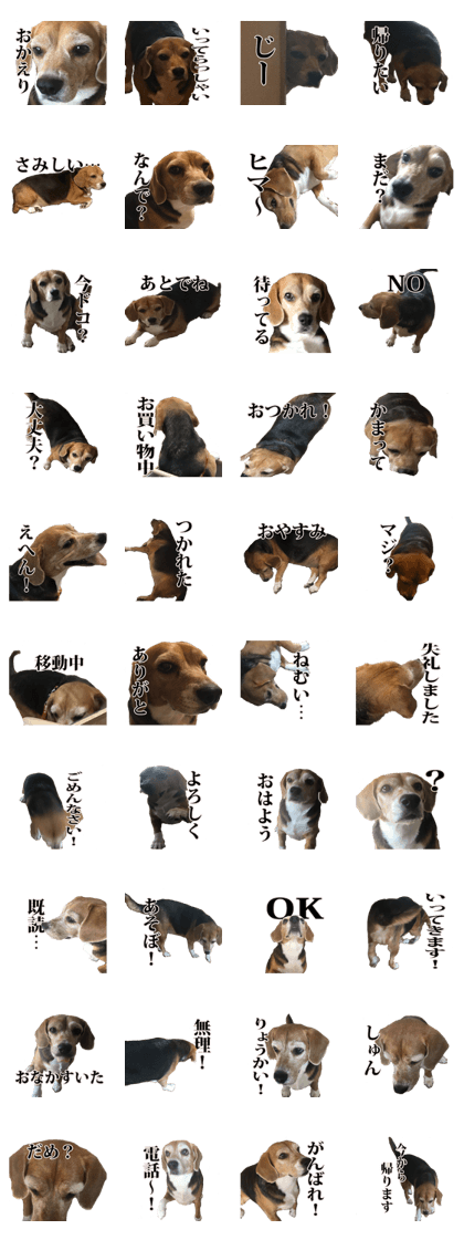 Our beagle dog silk