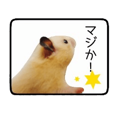 Hamster Kinako