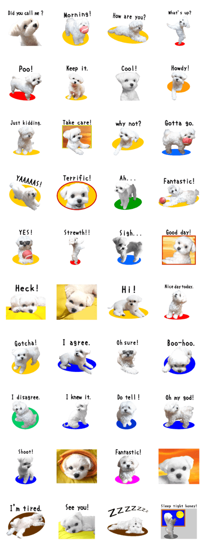 Maltese dog in a dawn.(English)