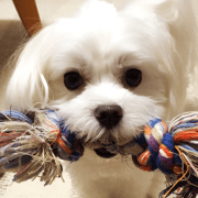 Maltese's Photo Sticker (English Ver)