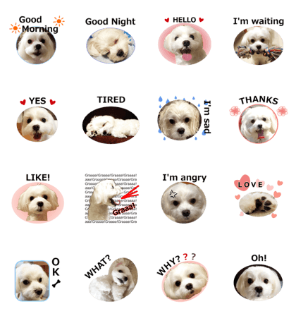 Maltese's Photo Sticker (English Ver)