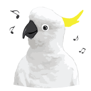 Hello Cockatoo