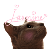 One day of cute cat Jasmine No.2