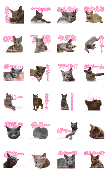One day of cute cat Jasmine No.2