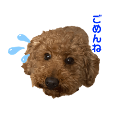 Pokopoko_20201031115117