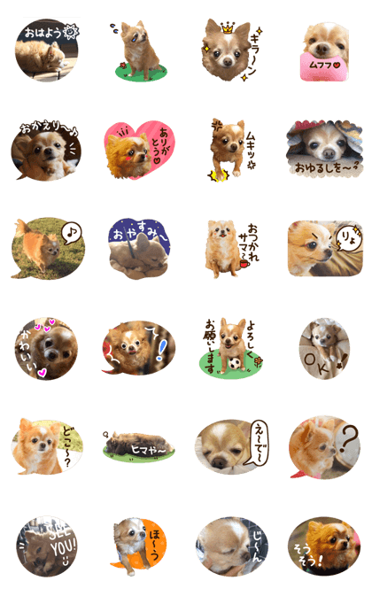Sticker of lovely chihuahua.