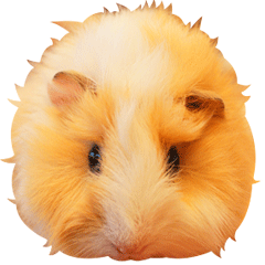 モルモットのモップ Line スタンプ Line Store モルモットのモップ Line スタンプ Line Store