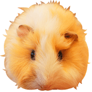 mop of guinea pig