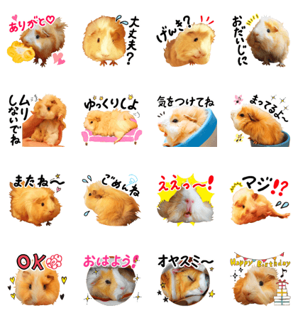 mop of guinea pig
