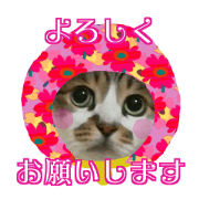 Sticker Of neko