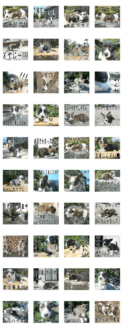 MIEDOG Welsh Corgi Cardigan sticker 2