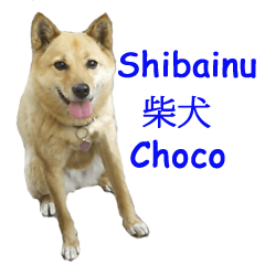 Shiba Inu's Choco-chan