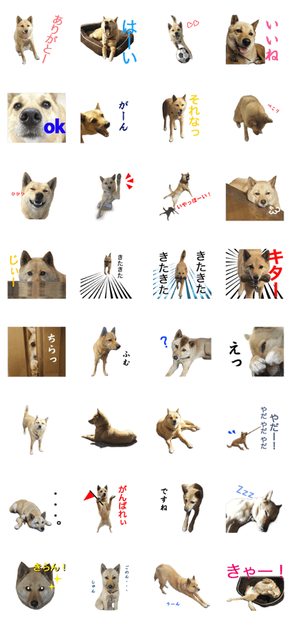 Shiba Inu's Choco-chan