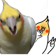 Creatures such as the cockatiel 7
