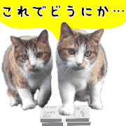A stray cat moves 2.