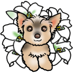 Cute Yorkshire terrier: Love-chan