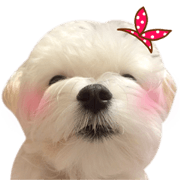 Little Maltese Birdy