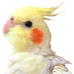 オカメインコのペコちゃん ちゃんスタンプ