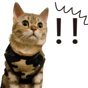 Milk Tea, My cat