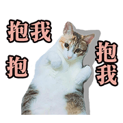 Brother cats