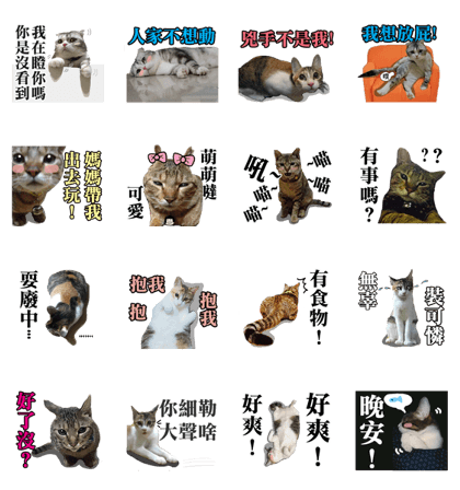 Brother cats