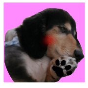 DachshundBlackTan