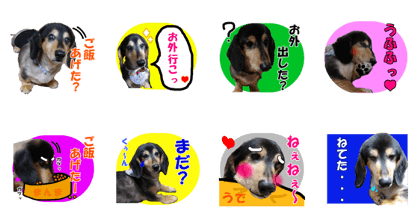 DachshundBlackTan