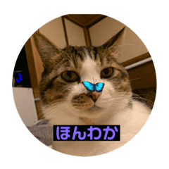 PONYOsutannpu