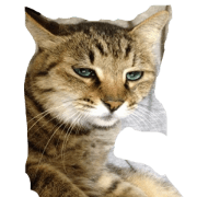Photograph of the cat