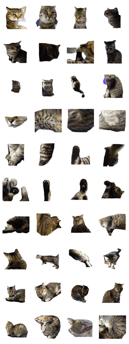 Photograph of the cat