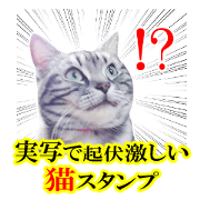 High tension and cool cats Ver.Winter