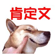 A-chan of Shibainu 1(positive)