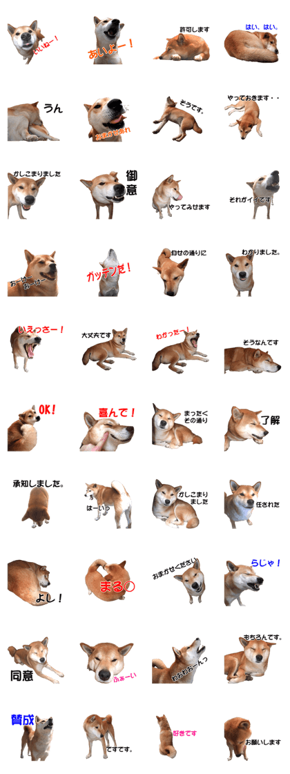 A-chan of Shibainu 1(positive)