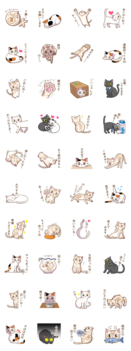 Cat "Poohchan"